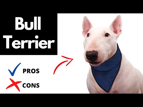 Video: Bull Terrier Dog Breed Hypoallergenic, Kalusugan At Life Span