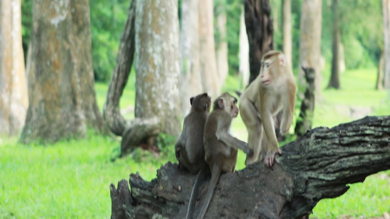 New Member Pongo or Akot Pt Monkey Follow Amber Group on June14-2022, G-Maz..286..Amber