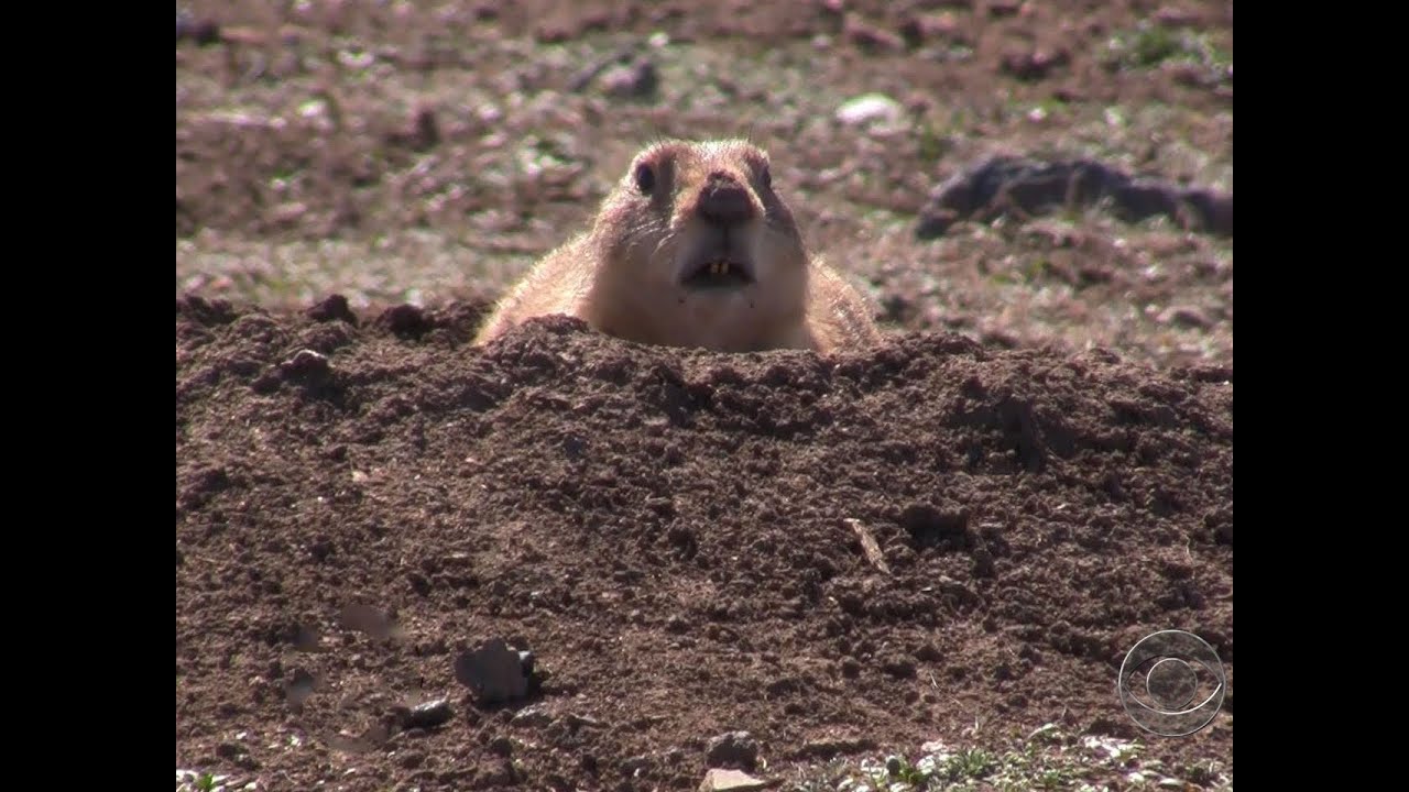 Nature: A prairie dog town in Oklahoma 