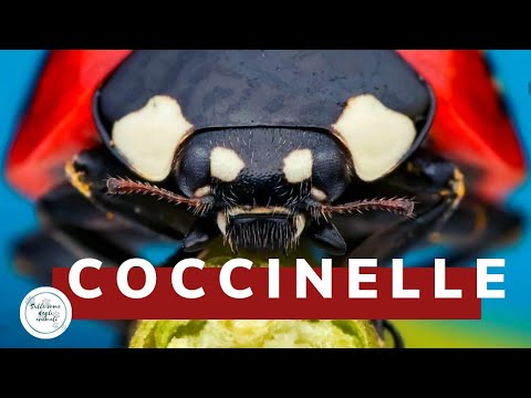 Video: Scale Bug Info: Erfahren Sie mehr über die Bekämpfung von Schildläusen