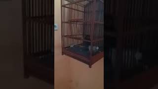 Tengkek Buto masteran sepid Rapat