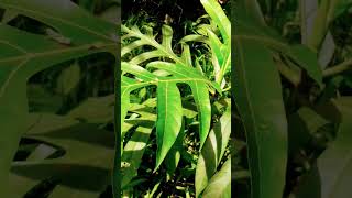 pohon sukun #shorrts #shortvideo