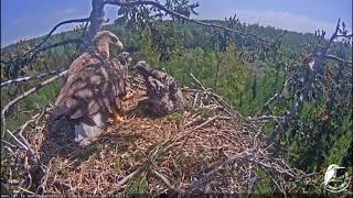 LDF Juras erglis Haliaeetus albicilla 2019 0520 1347