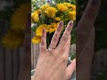 Ring reveal