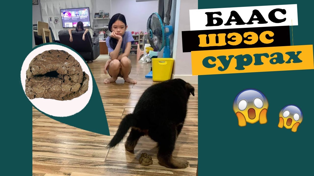 Нохой сургах арга #7 | Гадаа шээлгэж, баалгаж сургах | Potty Training A Puppy To Go Outside | 강아지훈련팁