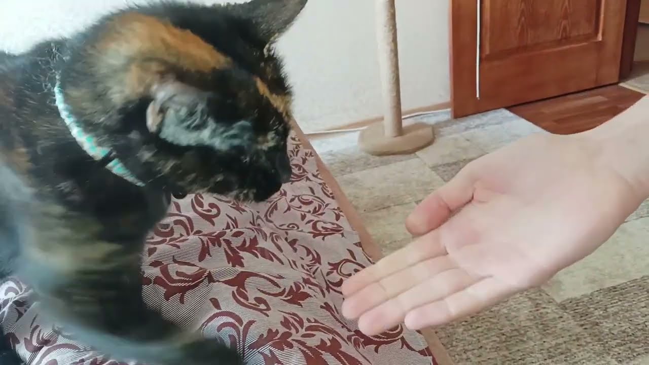 the Cat asks with a paw to scratch his ear | funny cat's | funny