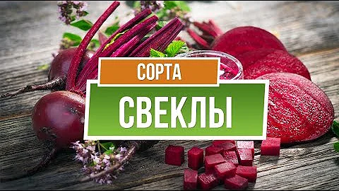 Какую свеклу посадить ✔️ Лучшие сорта свеклы ✔️