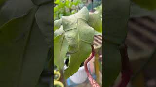 Flower blooming from leaf of plant #shorts #nature #youtubeshorts #viralreels #naturelovers #unique