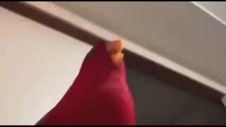 Me when tired of editing