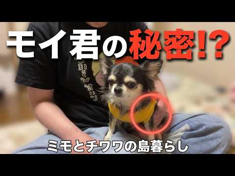 9歳チワワ【#25 モイ君の秘密の場所お見せLIVE】🐶🍚 - YouTube