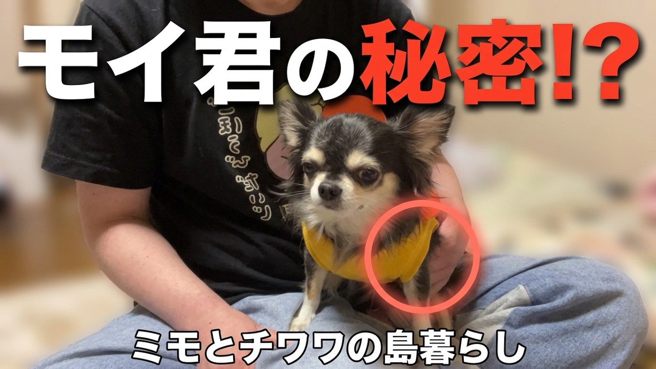 9歳チワワ【#25 モイ君の秘密の場所お見せLIVE】🐶🍚 - YouTube