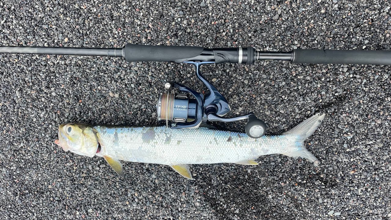 STRIKE IKAN BULAN - BULAN DI PANTAI JUMPAI BALI