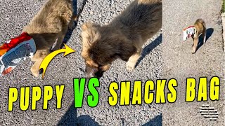 Guy Helps a Puppy Stuck in a Snacks Bag