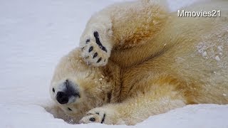様子を見に来るマルルとララ~Polar Bears