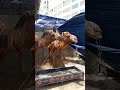LOVELY CAMELS