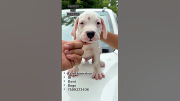 Championdogo Animalowner Like4like Puppy Breeder Doglife 