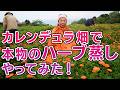 カレンデュラ畑で本物のハーブ蒸し風呂やってみた！