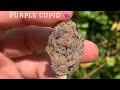 TheHealingClinic-PurpleCupid💓💨(check description)