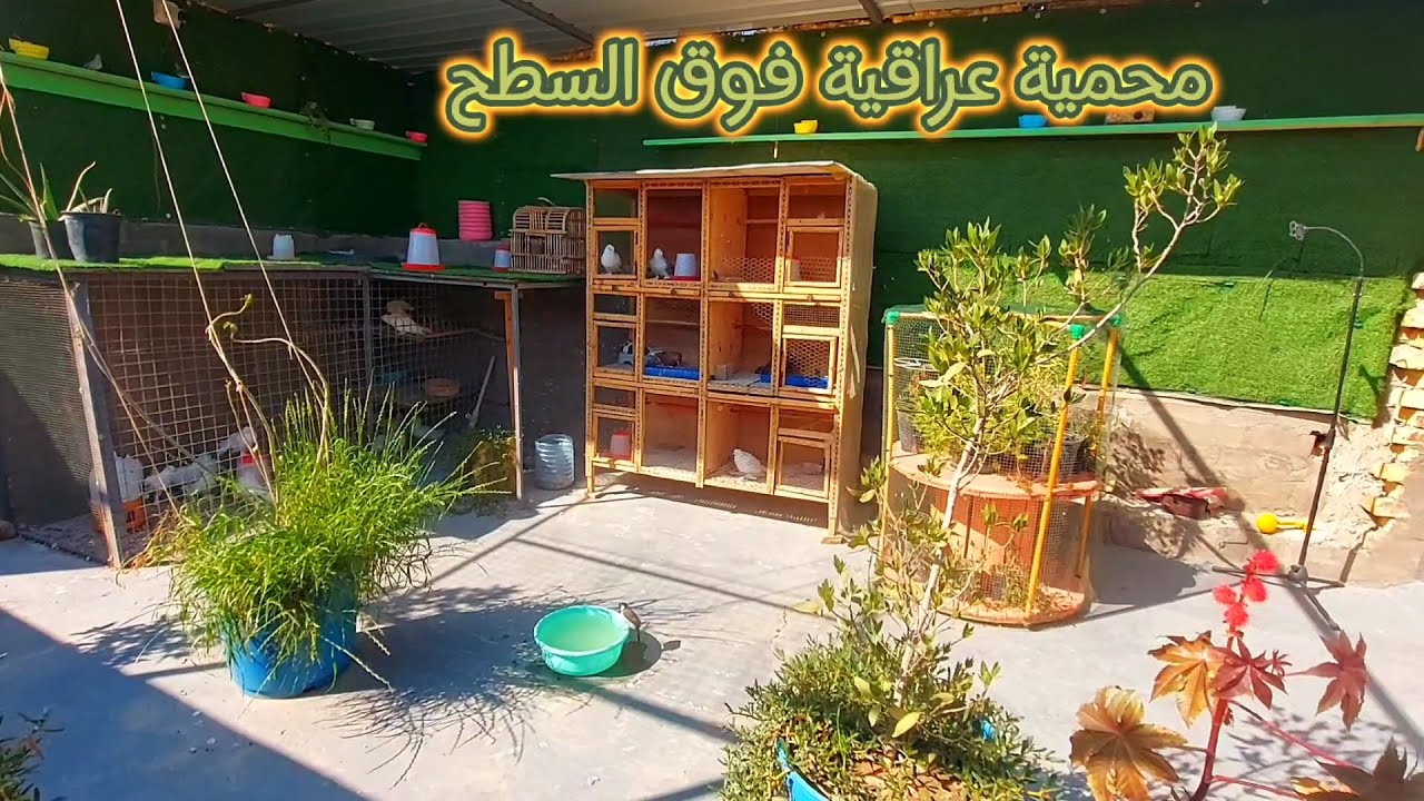 محمية عراقية فوق السطح تصوير منوع