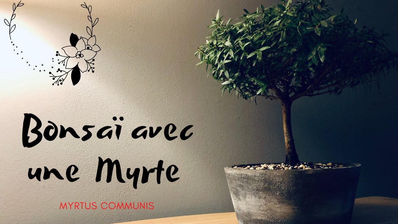🌳 BONSAÏ HOKIDACHI à 10 euros Rempotage D’une MYRTE 🌳 ( MYRTUS COMMUNIS )