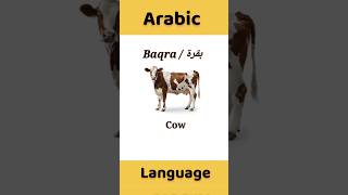 Learn Arabic Language | Animals in Arabic | Cow in Arabic | Arabic for Beginners #arabiclenguage