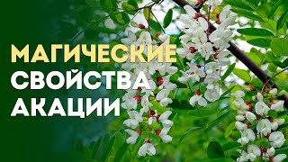 Магические свойства акации.