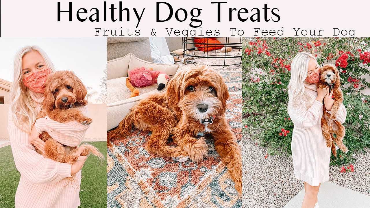 Healthy Dog Treats Archie & Alfred The Cavapoos YouTube