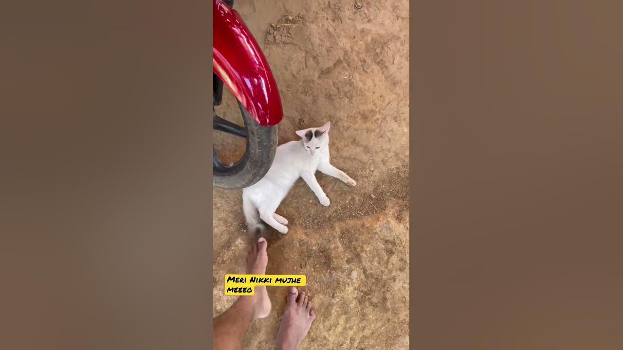 meri-billi-mujhe-meeo-youtube