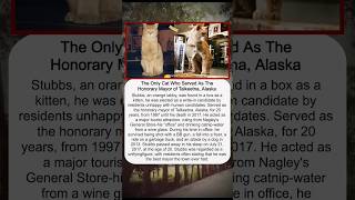The Only Cat Who Served As The Honorary Mayor of Talkeetna, Alaska #history #story #facts