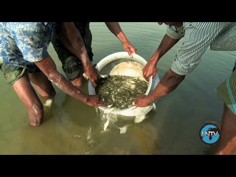 Video: Genom Tenualosa Ilisha Iz Rijeke Padme U Bangladešu