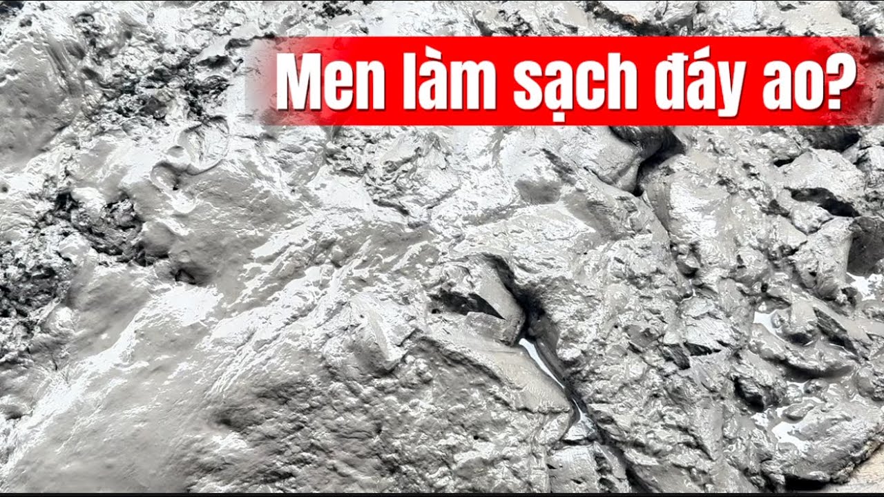 Trúng Tôm - Cua 2 năm liên tục nhờ tim được men Rozymed 3979 để xử lý đáy ao và phòng bệnh chết sớm 