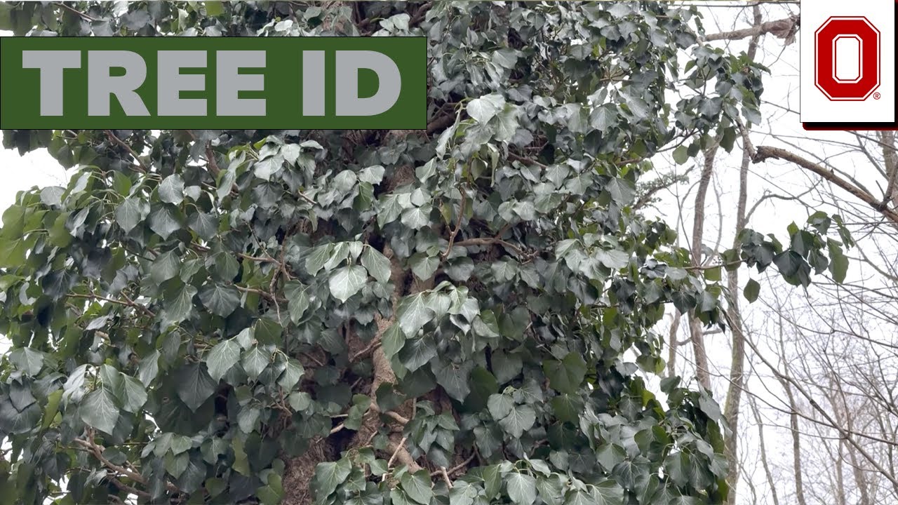 Идентификатор дерева: плющ английский