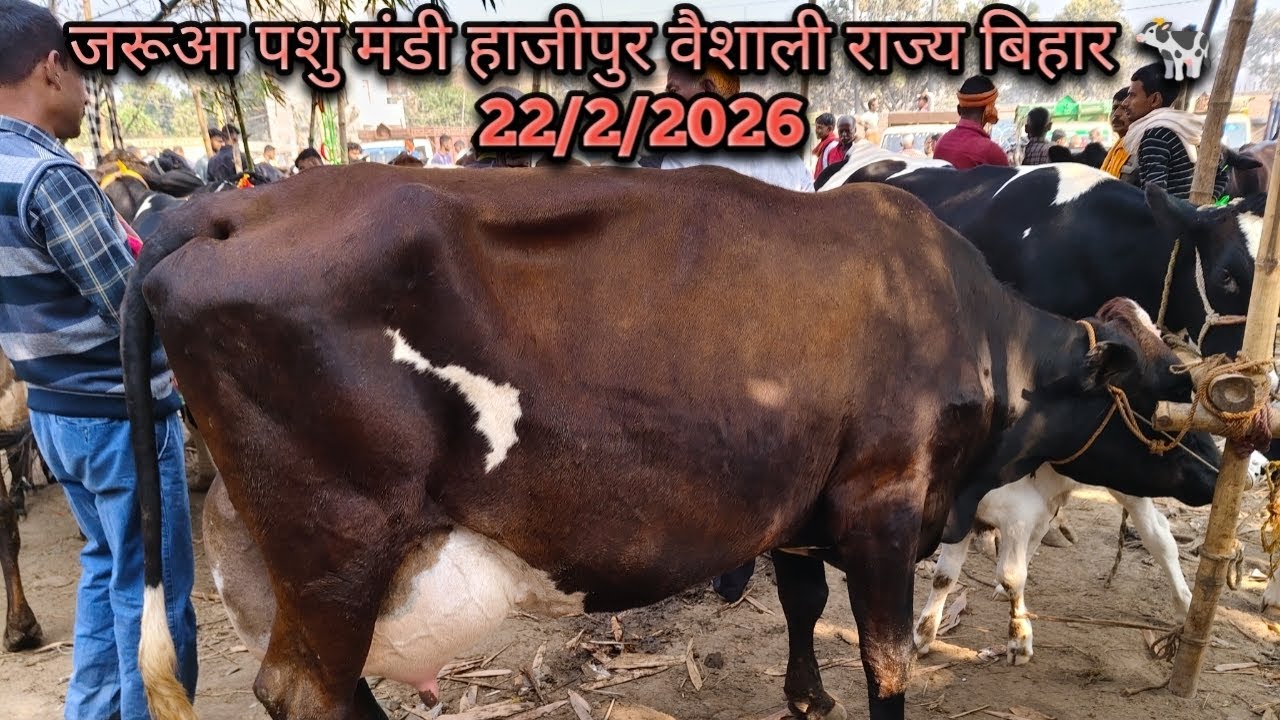 जरूआ पशु मंडी हाजीपुर वैशाली राज्य बिहार में यह मंडी रविवार के दिन लगती है 