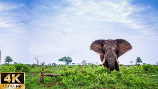 4K Wildlife Paradise | Elephant Life Collection - Wild Version With Soft Piano Music screenshot 3