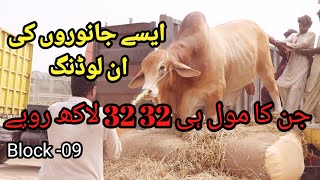 Most Heavey Bulls Unloading Mol 32 Lac Rupe Sohrab Goth Maweshi Mandi 2021