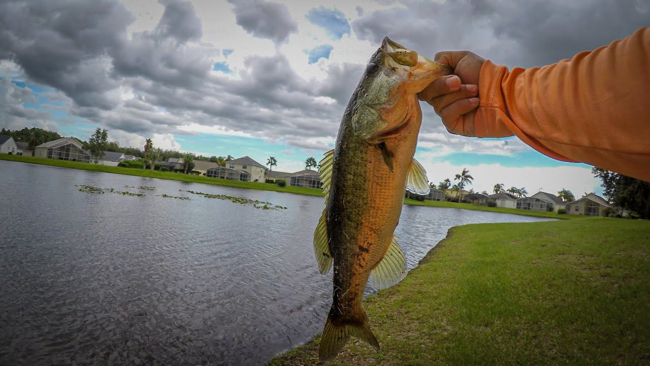 Neighborhood Pond Fishing, Summer Bass Fishing (Davenport, Florida) YouTube