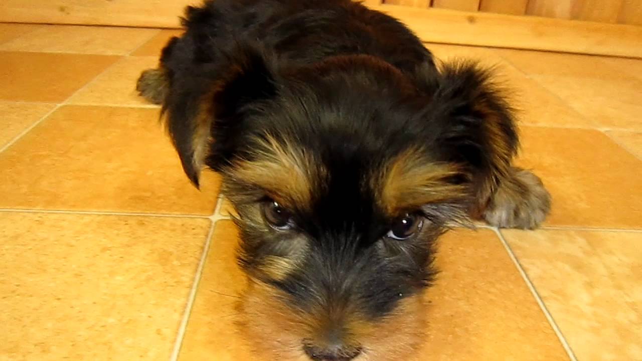 1611シュナウザーとヨークシャテリアのミックス Youtube