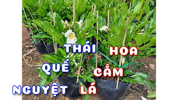 Cây Nguyệt quế Thái dòng lá cắm hoa | 0386569374 - Ngọc Ngân Bến Tre | Chuyên cây độc lạ