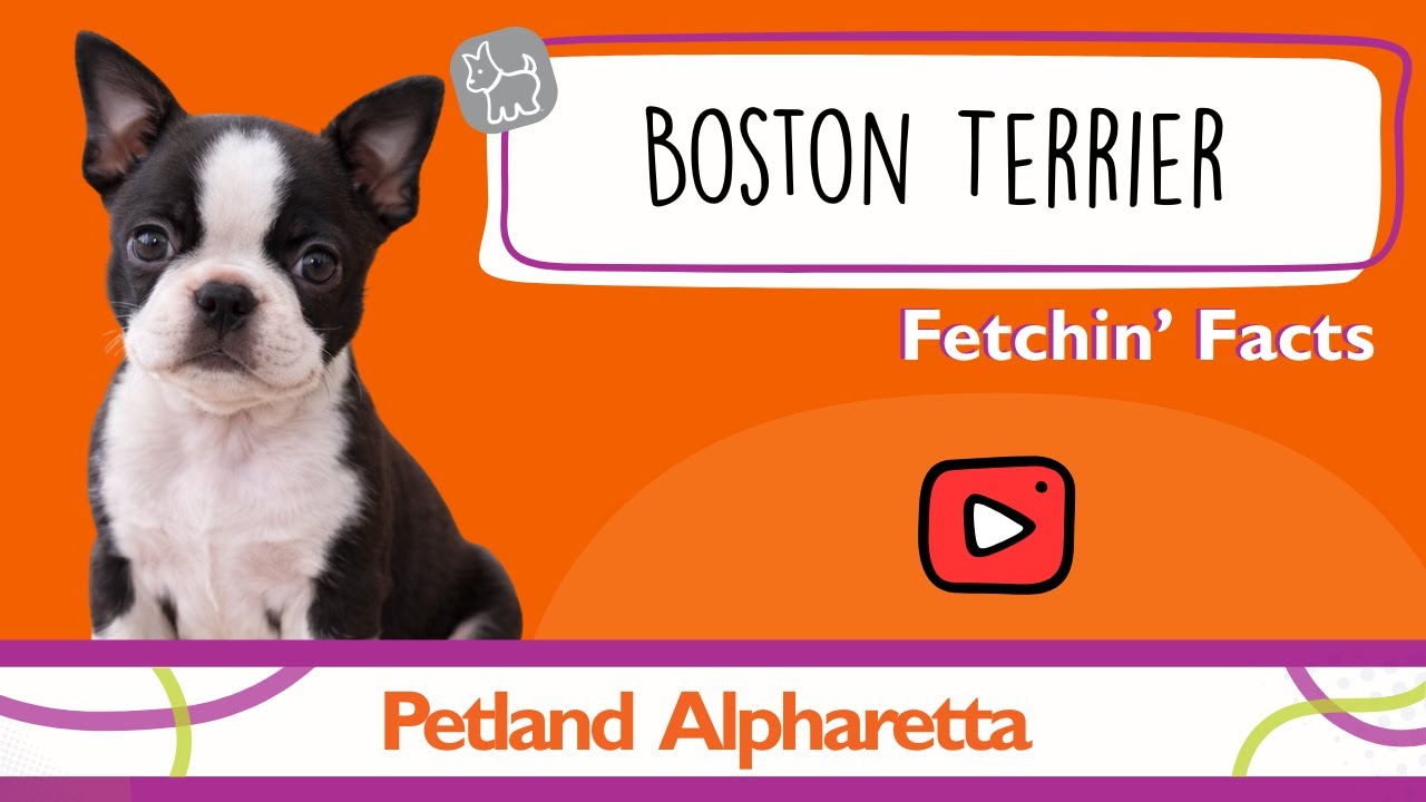 Puppy Alert! Boston Terrier Facts That Will Melt Your Heart