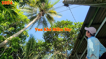 Cây Dừa nghiêng nằm gần đường điện ba pha Vua Khỉ Miền Tây đã cưa như thế nào? Cutting coconut trees