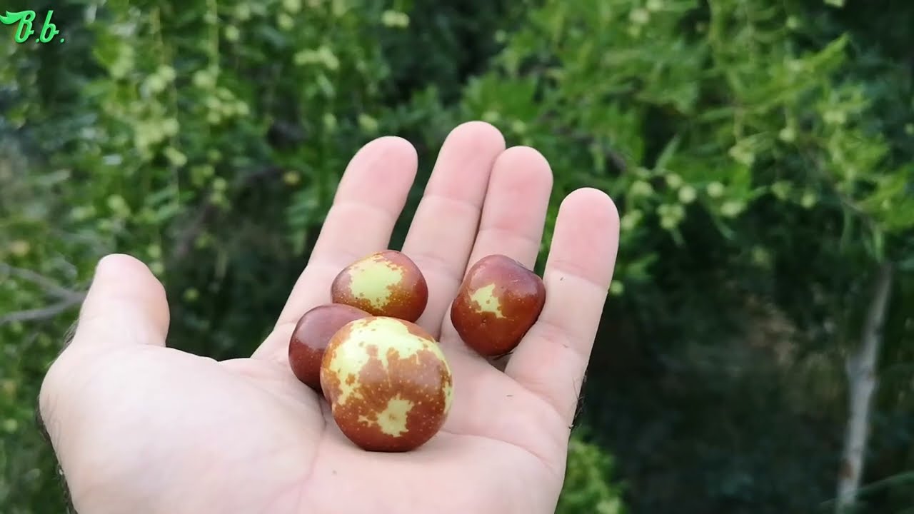 Hünnap ağacı, meyvesi, olgunlaşması hakkında bilgiler (hinnep ağacı)