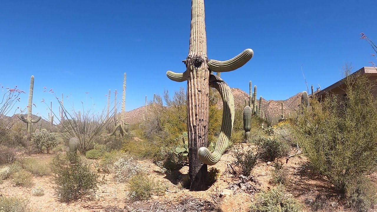 Vanabode to Saguaro National Park Visitors Center gardens