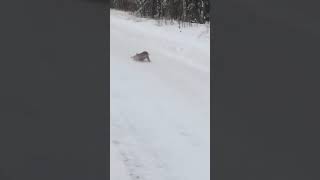 Рысь охотится на зайца Рысь охотится на зайца
