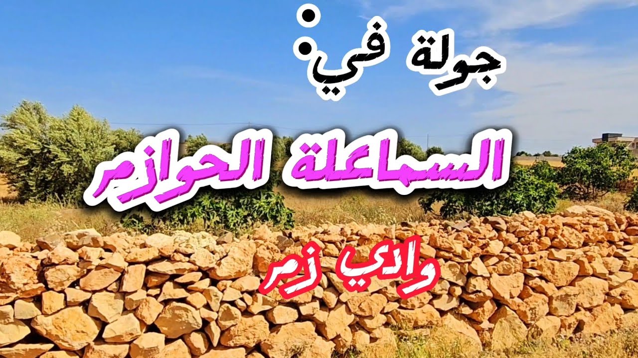موسم الحصاد في السماعلة الحوازم نواحي وادي زم تبارك الله موسم استثنائي #وادزم #ouedzem