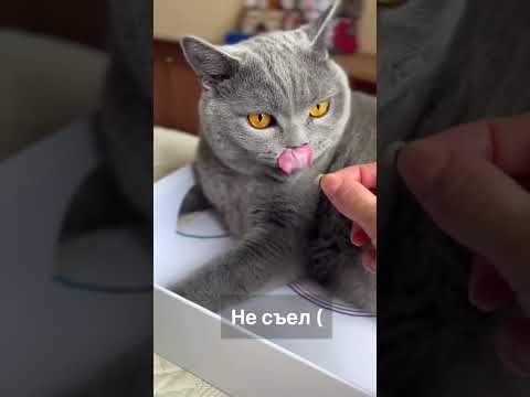 Обман #short #britishcat