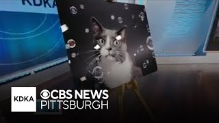 How a photographer captures special memories of your pet