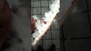 Kapok Tree Silk Cotton