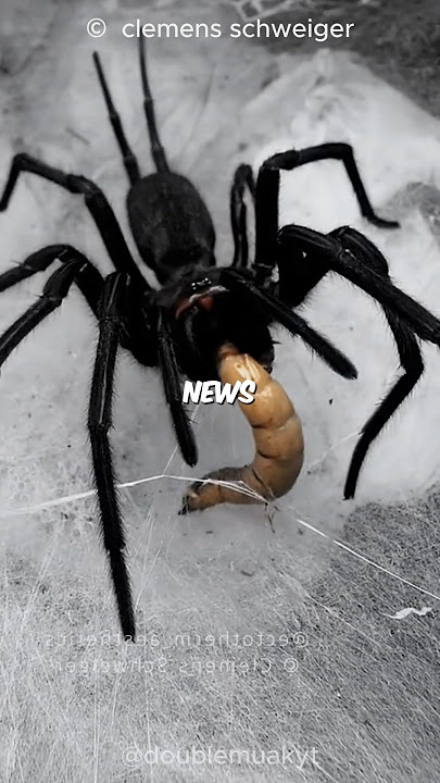 Funnel Web Spider 🕷️ 🕷️