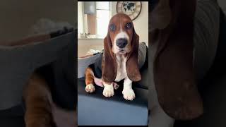 : Las 3 razas de perros MÁS PEREZOSAS 😴🐶 (¡No elijas la número 1!)