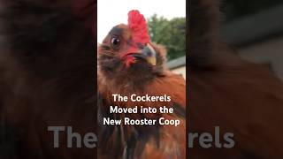 We Separated The Not So Baby Chicks